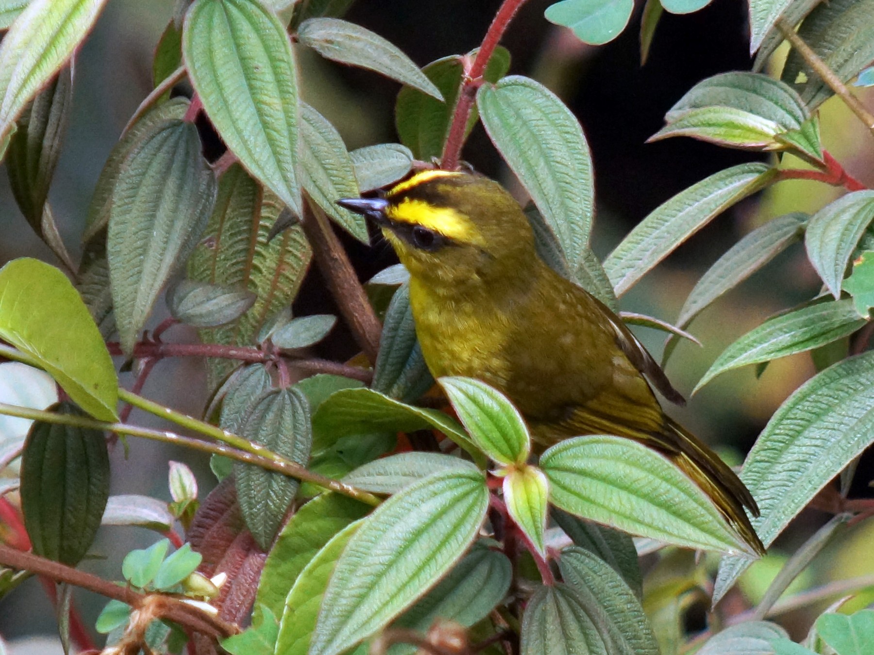 Citrine Warbler - eBird