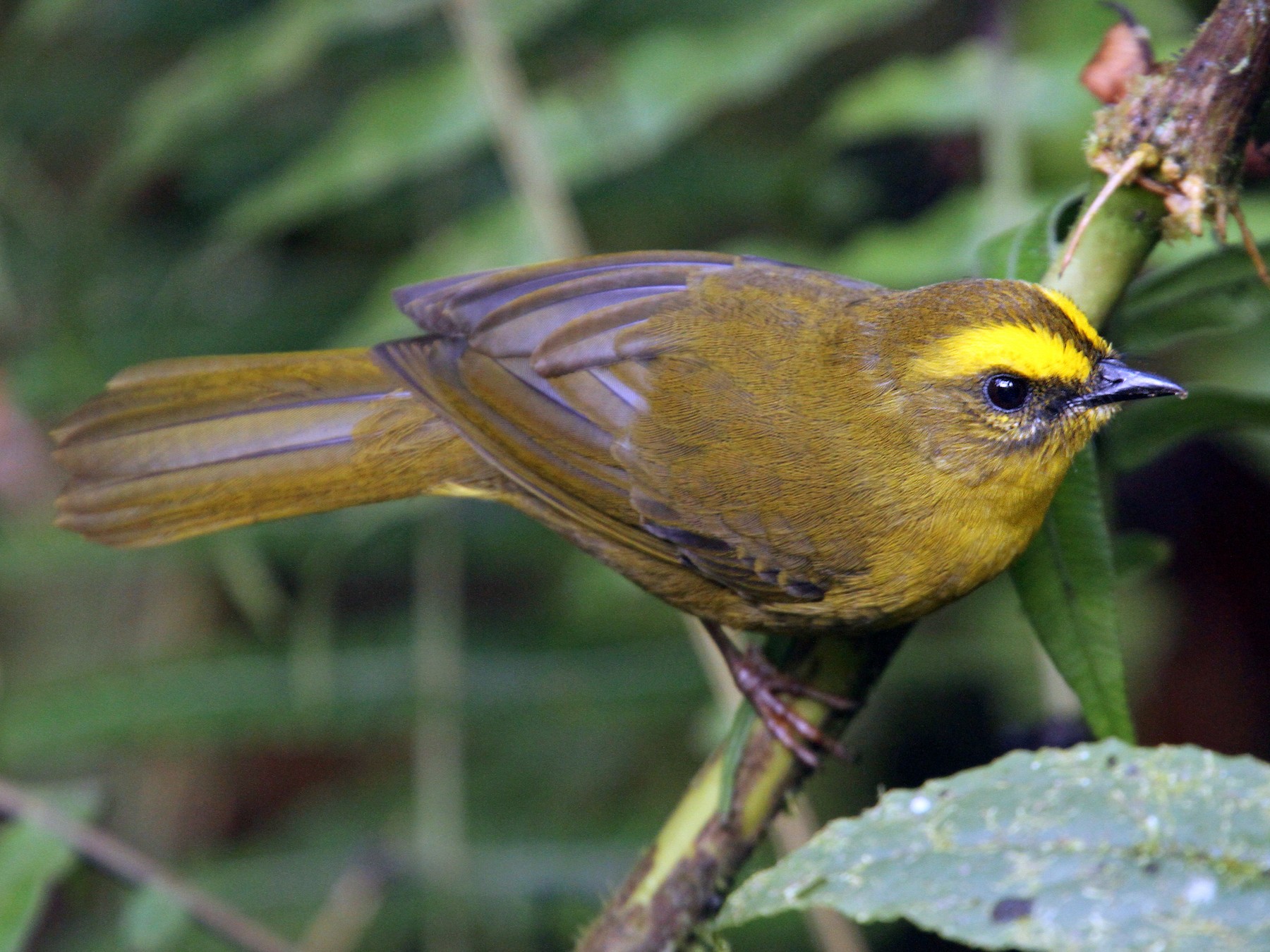 Citrine Warbler - Anonymous