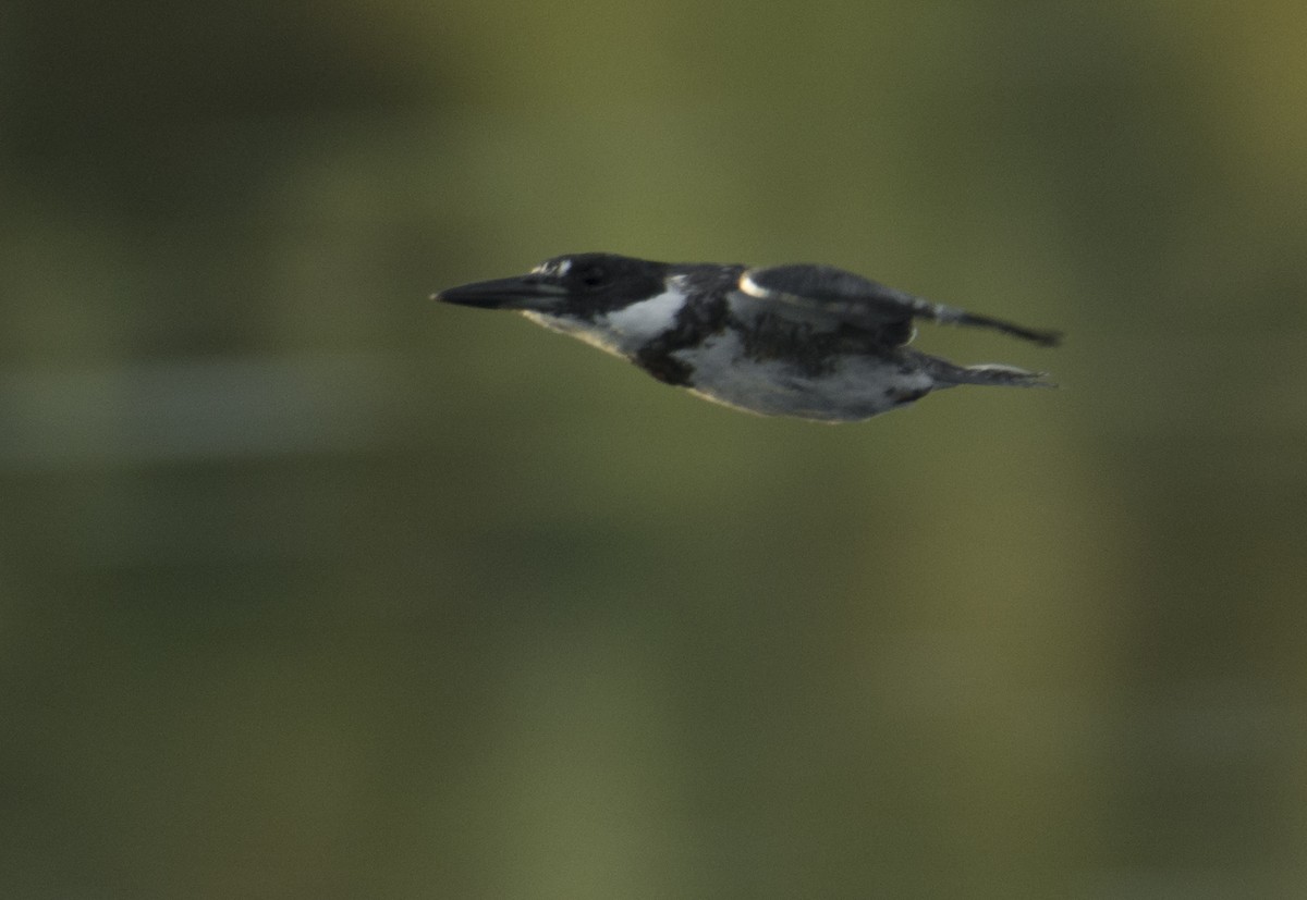 Belted Kingfisher - joseph mileyka