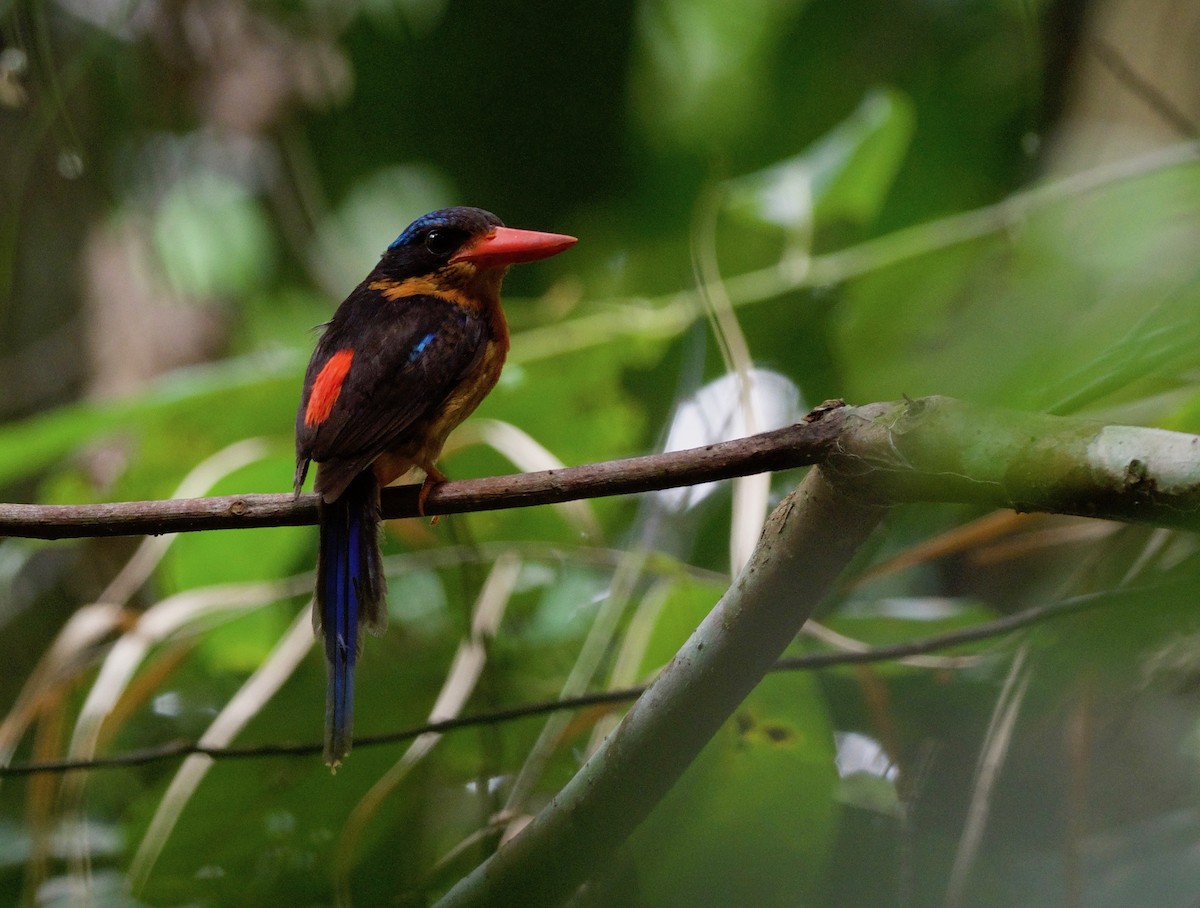 Red-breasted Paradise-Kingfisher - ML69927351