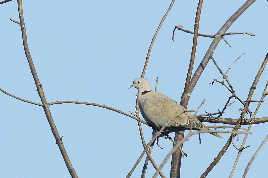 Eurasian Collared-Dove - Allen Woodliffe