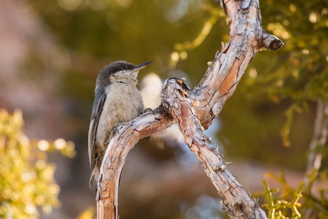 Pygmy Nuthatch