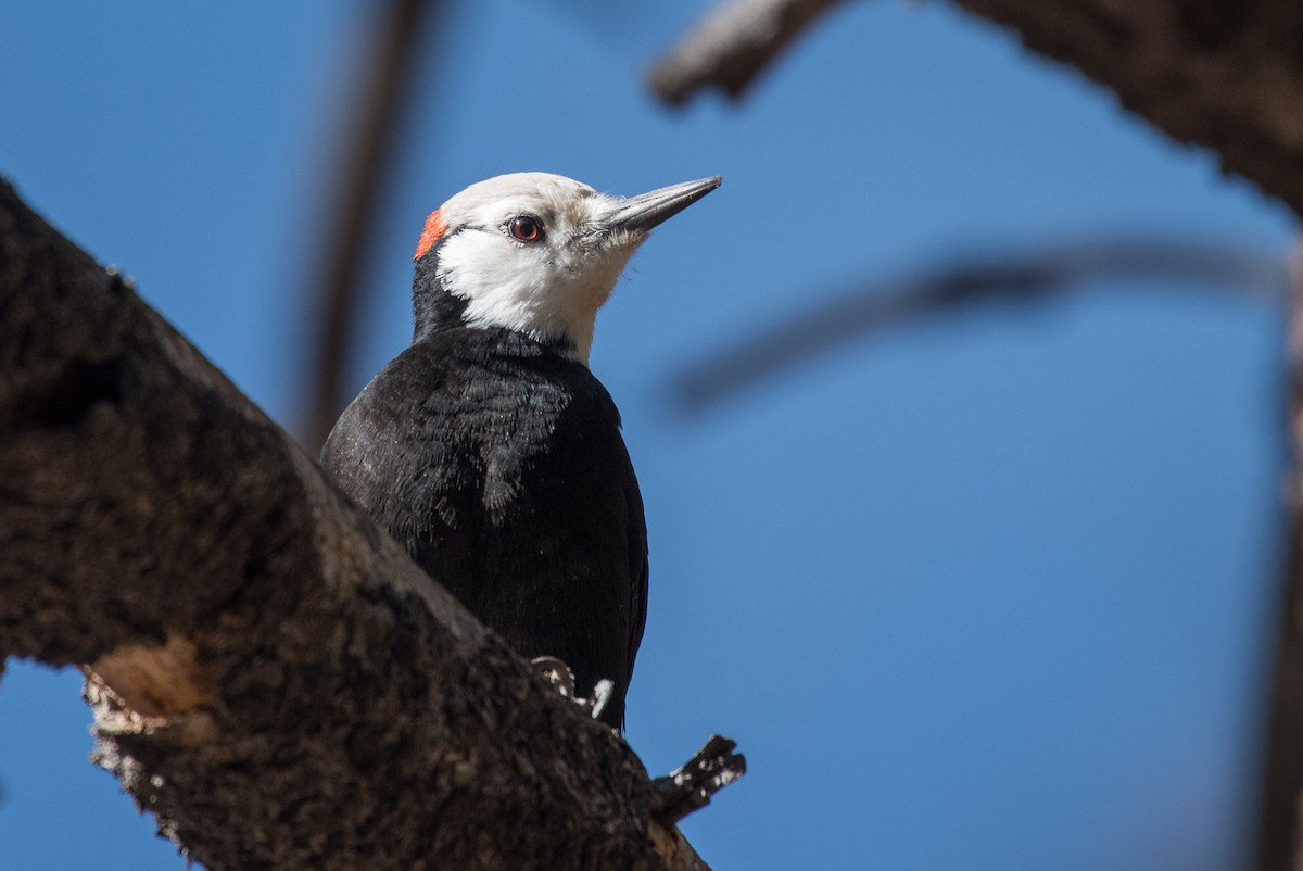 White-headed Woodpecker - Adam Jackson