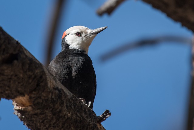 White-headed Woodpecker