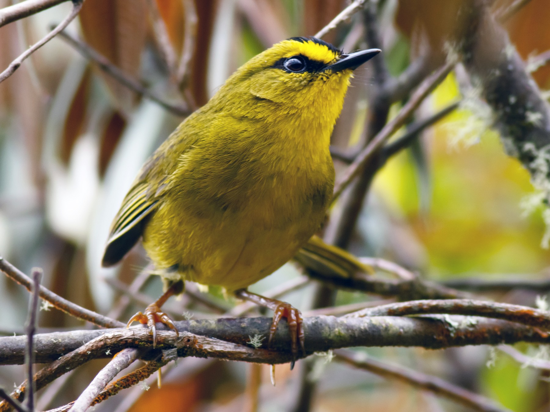 Black-crested Warbler - Daniel Orozco Montoya