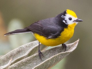 成鳥 (Yellow-fronted) - Patrick Van Thull - ML69927901