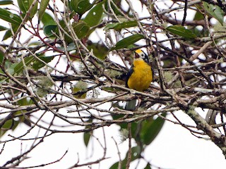 成鳥 (Yellow-fronted) - David Jeffrey Ringer - ML69927931