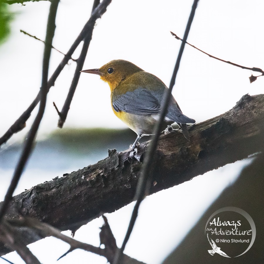 Prothonotary Warbler - Always An Adventure Inc. Team