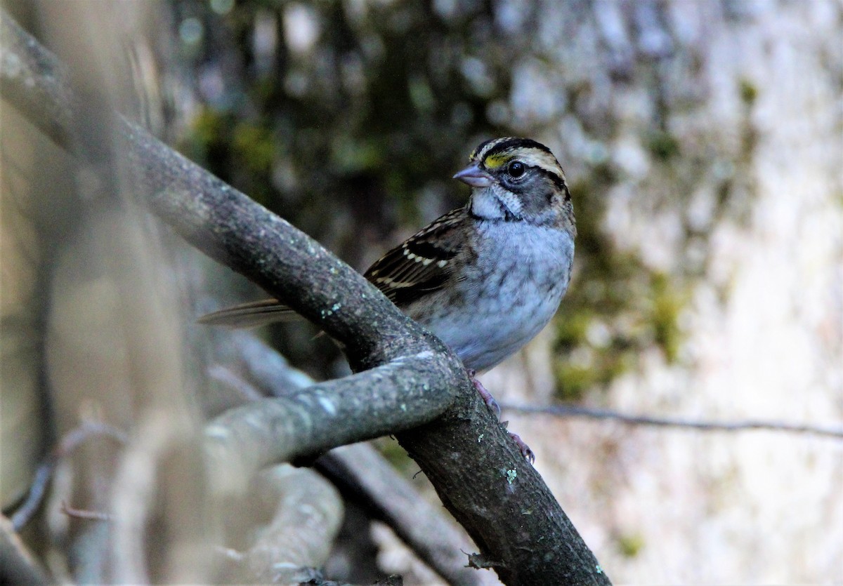 White-throated Sparrow - Jim de Waal Malefyt