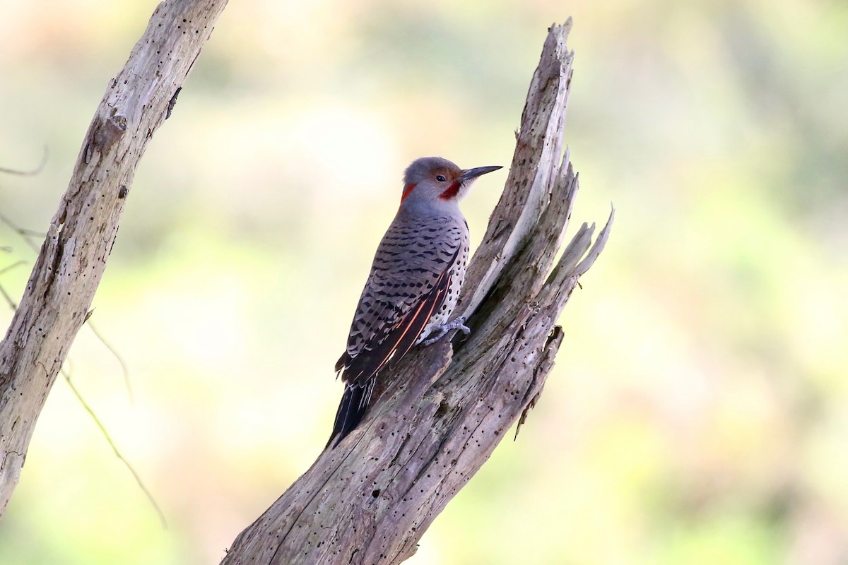 Northern Flicker (Yellow-shafted x Red-shafted) - ML69931261