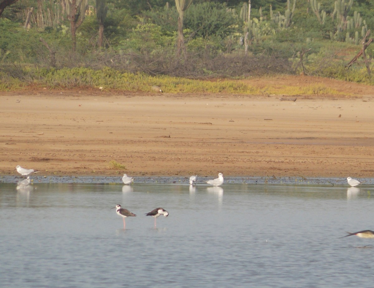 Gull-billed Tern - libicni Rivero