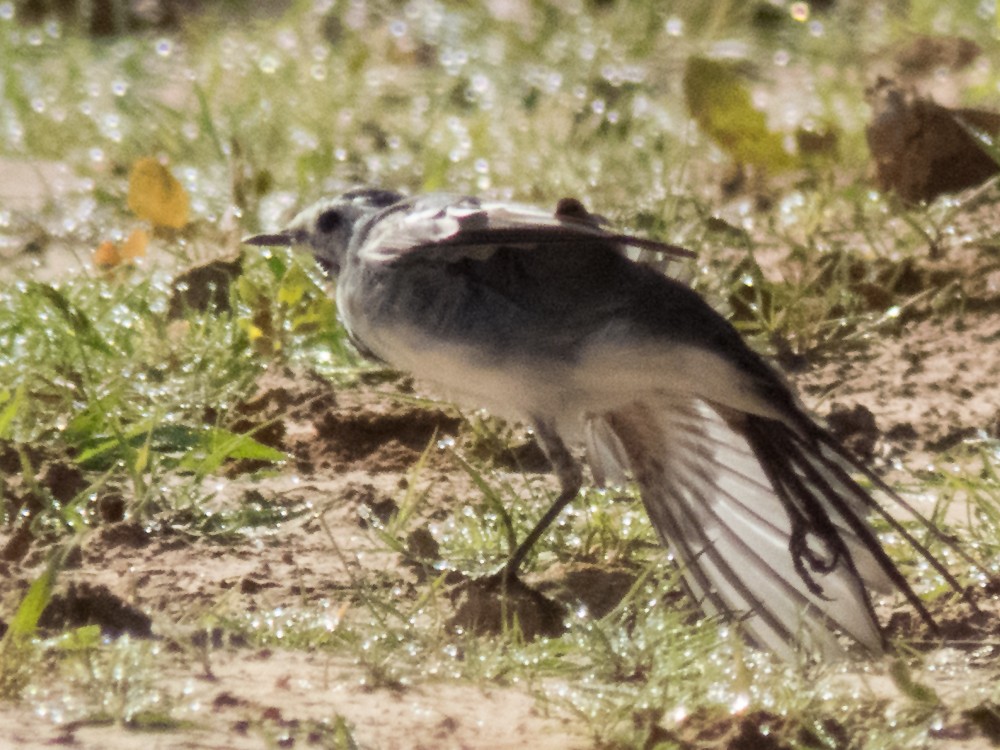 White Wagtail (White-faced) - ML69934411