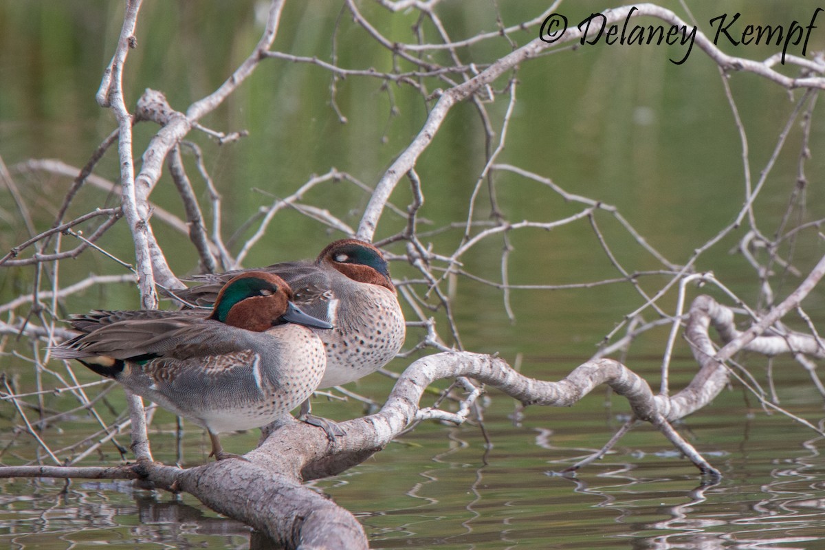 Green-winged Teal (American) - Delaney Kempf