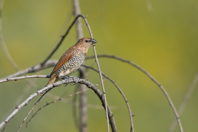 Scaly-breasted Munia