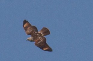 Red-shouldered Hawk - ML69937361