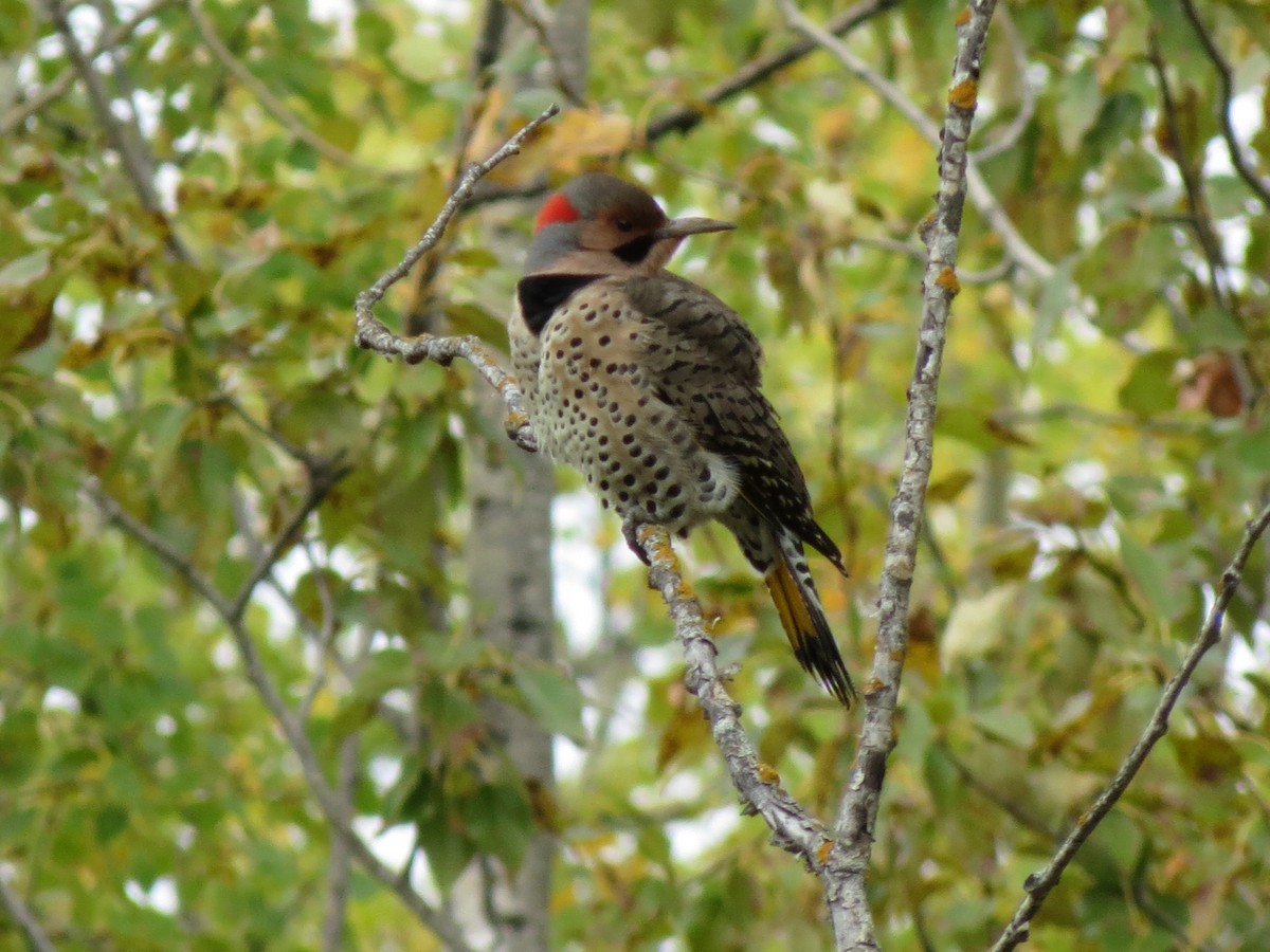 Northern Flicker (Yellow-shafted) - ML69937631