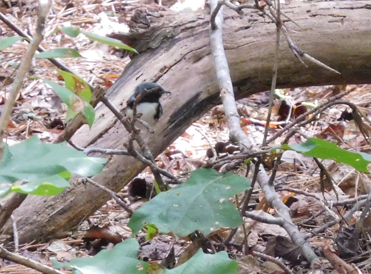 Black-throated Blue Warbler - ML69938771