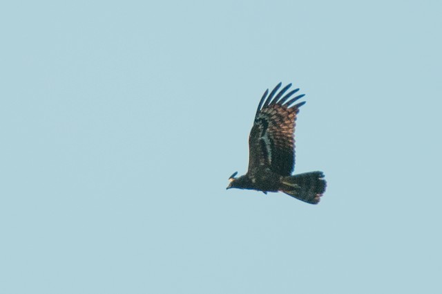 African Harrier-Hawk