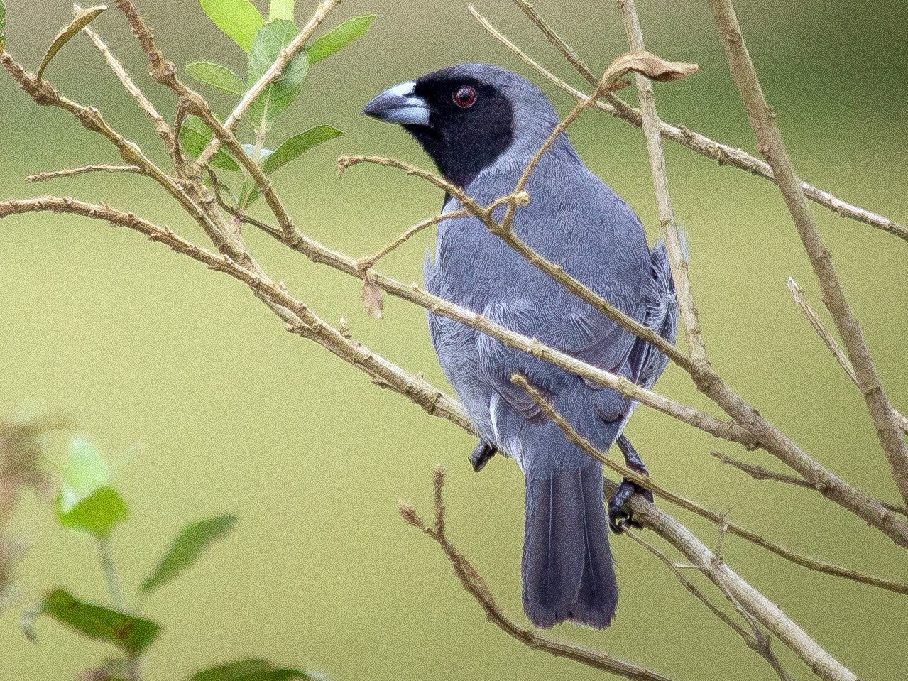 Black-faced Tanager - Chantelle du Plessis (Andes EcoTours)