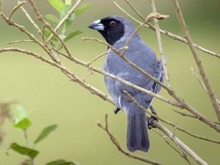 นกเต็มวัย - Chantelle du Plessis (Andes EcoTours) - ML69939411