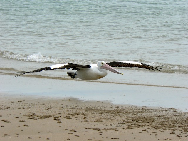 Australian Pelican