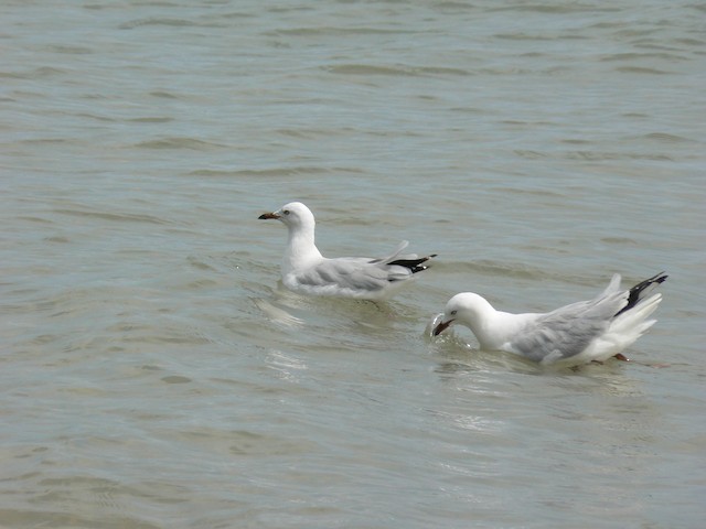 Silver Gull