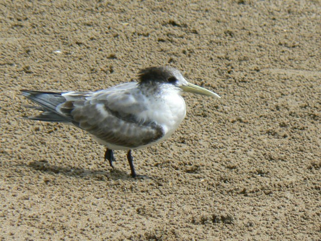 Great Crested Tern