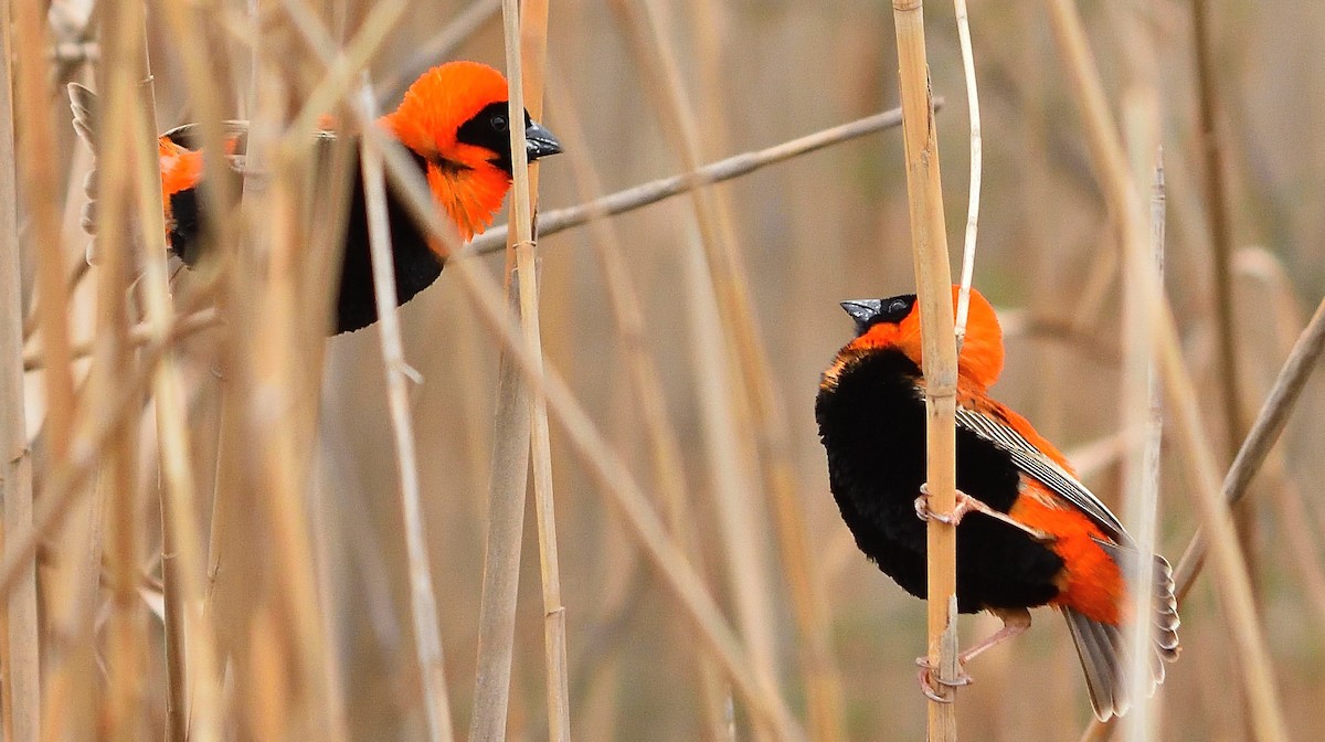 Southern Red Bishop - Eric Bodker