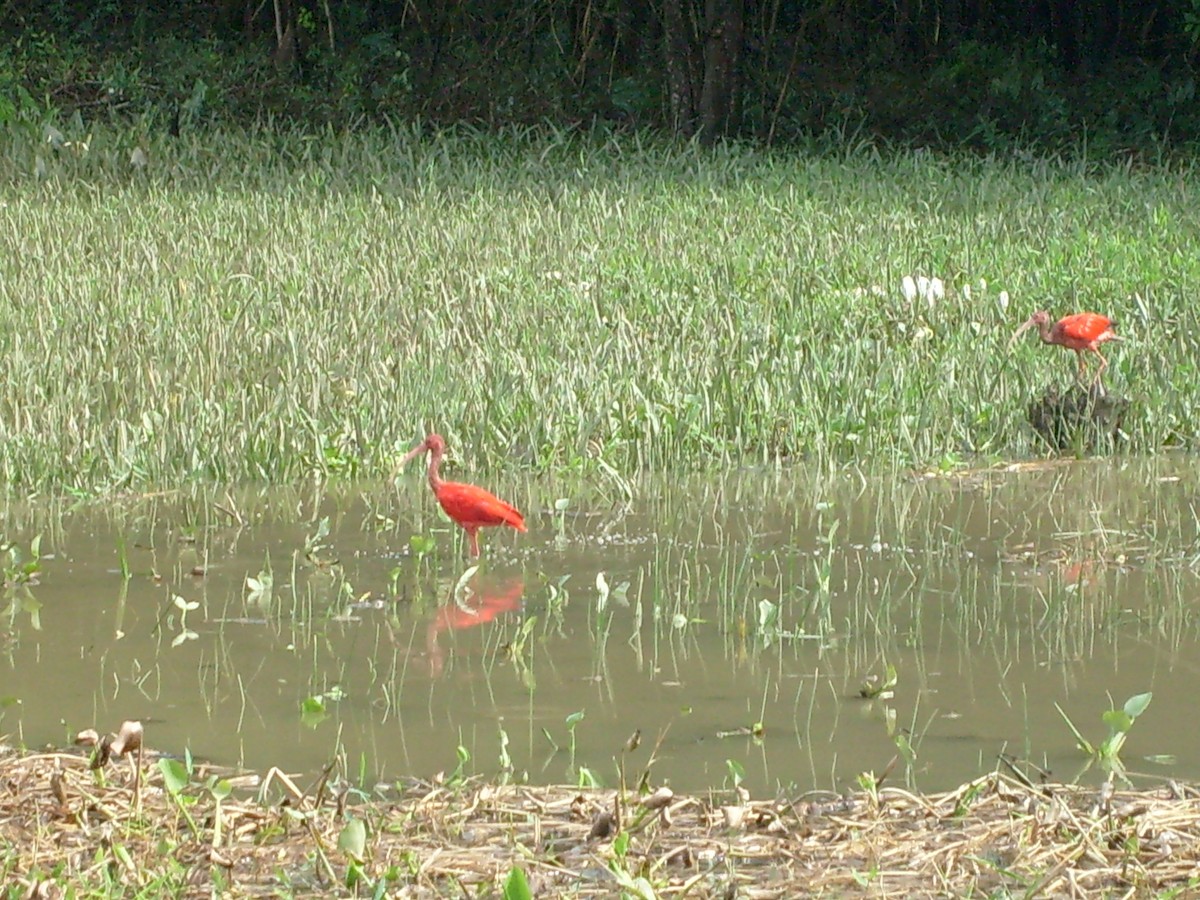 Scarlet Ibis - ML69949141