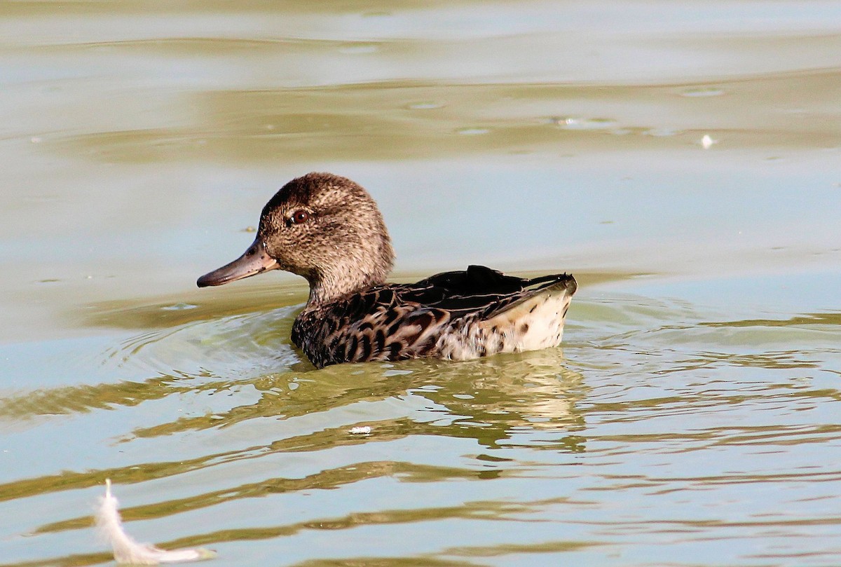 Green-winged Teal - ML69950451