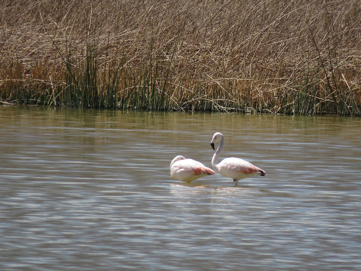 Chilean Flamingo - ML69951841