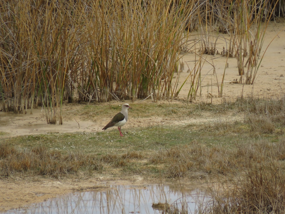 Andean Lapwing - ML69952211