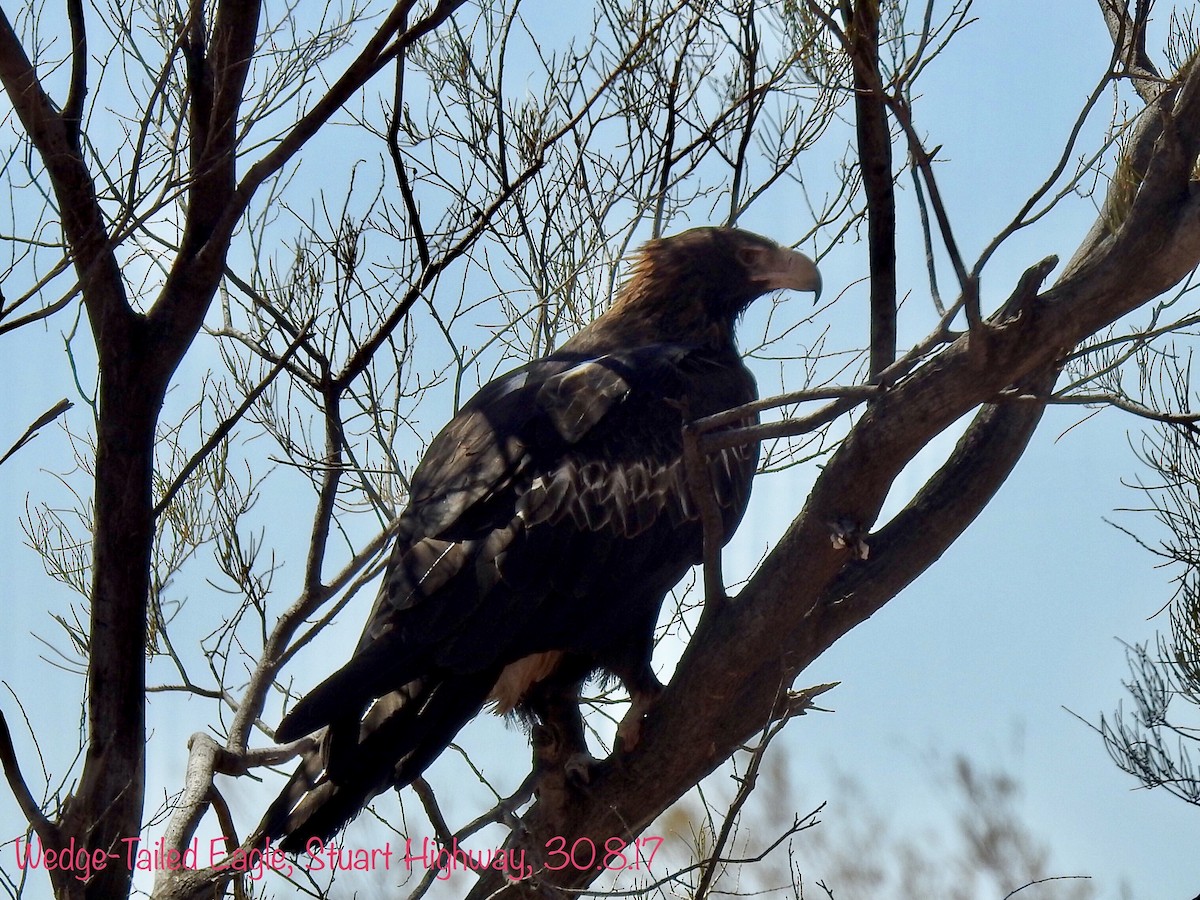 Wedge-tailed Eagle - ML69952431
