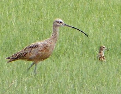 Long-billed Curlew - ML69952791