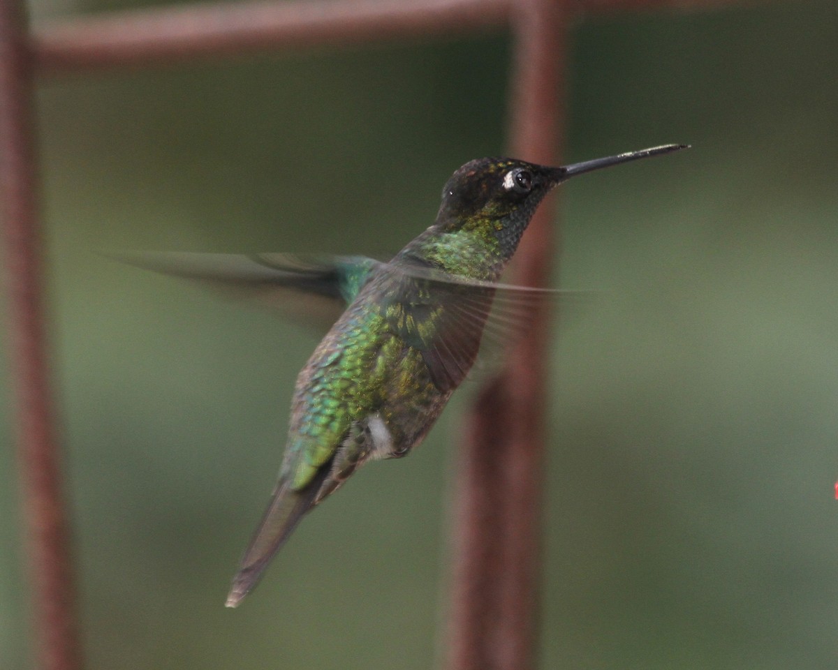 Talamanca Hummingbird - Jeff Shenot