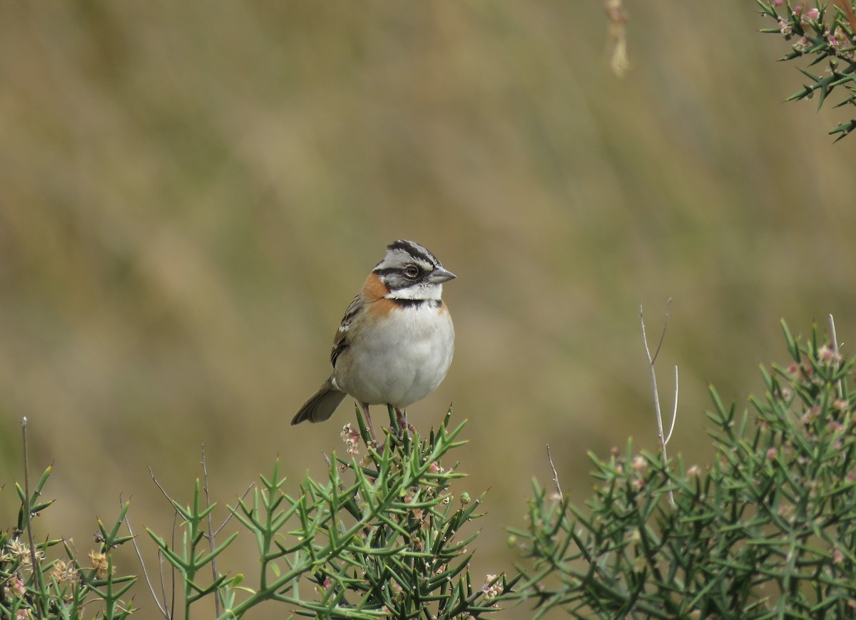 Rufous-collared Sparrow - Maili Waters