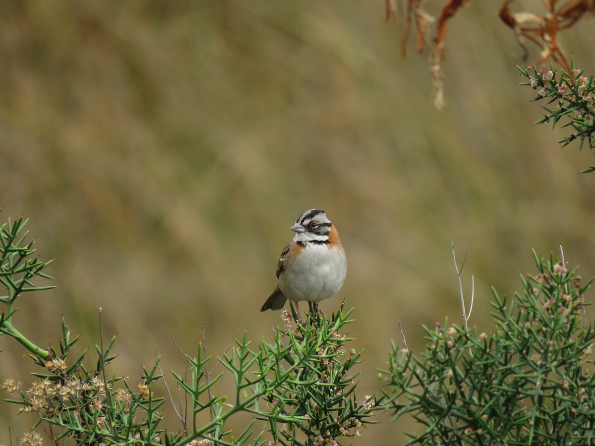 Rufous-collared Sparrow - ML69954441
