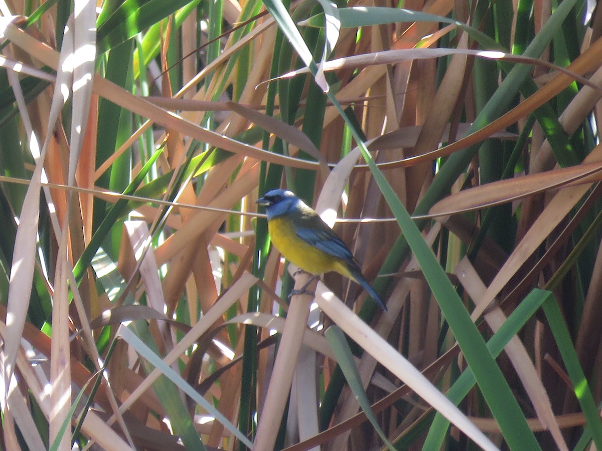 Blue-and-yellow Tanager - ML69955591