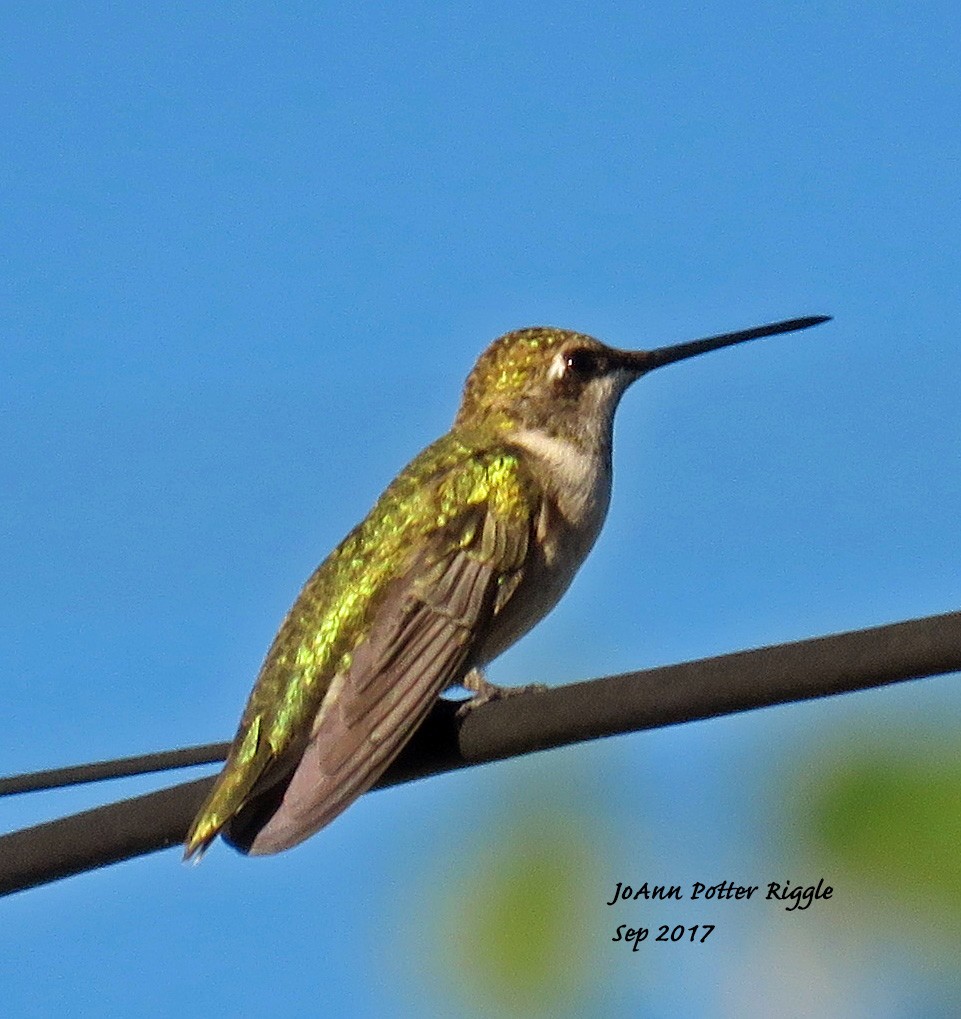 Black-chinned Hummingbird - ML69959281
