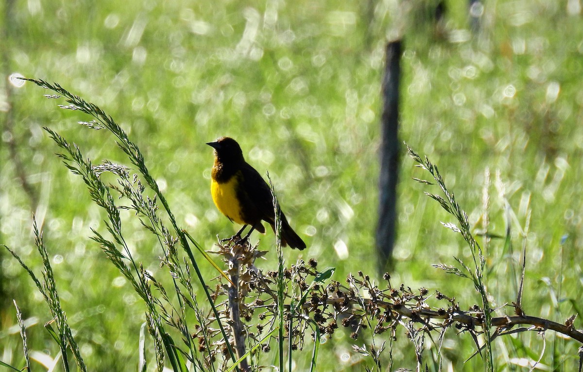 Brown-and-yellow Marshbird - ML69959421