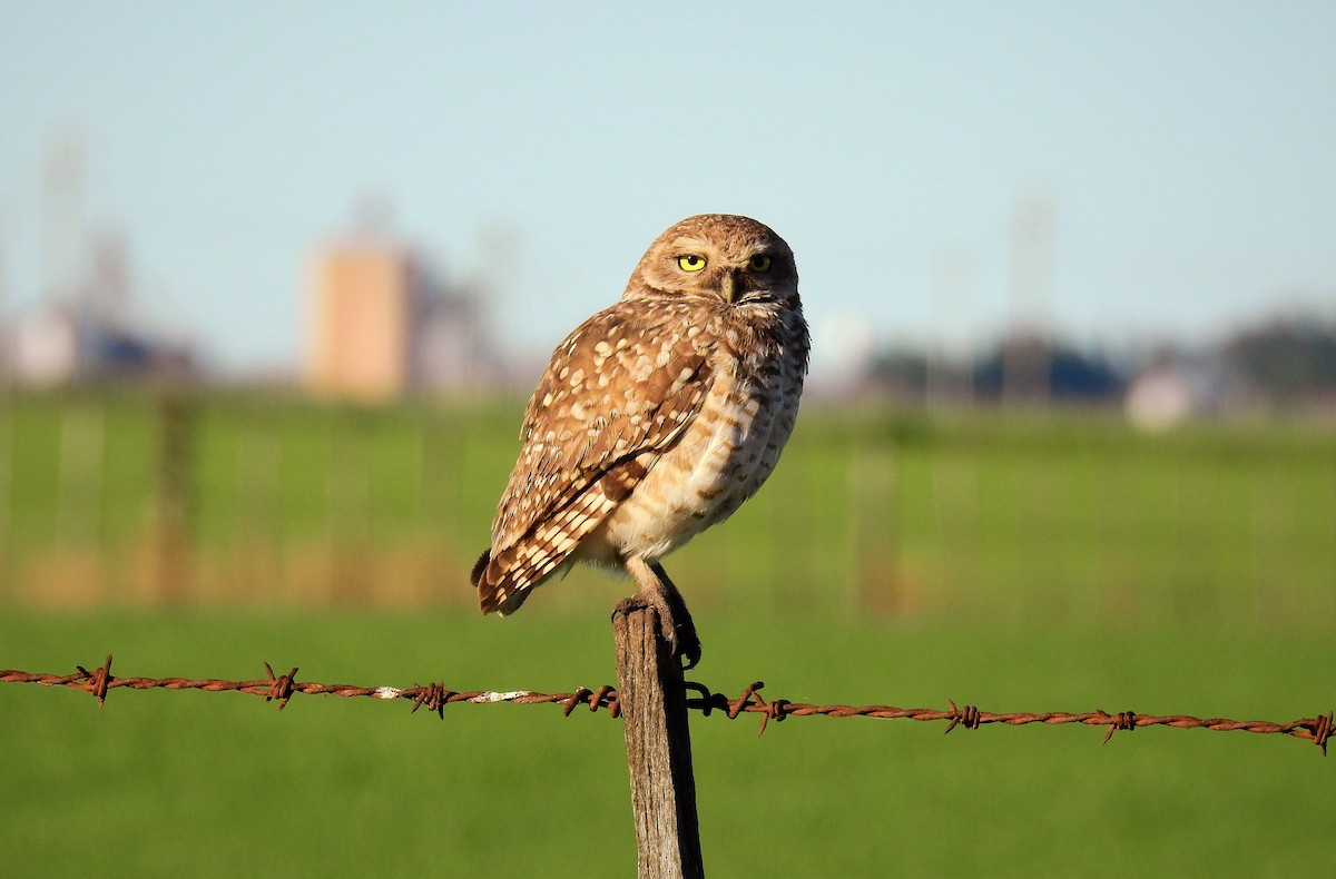 Burrowing Owl - ML69959501