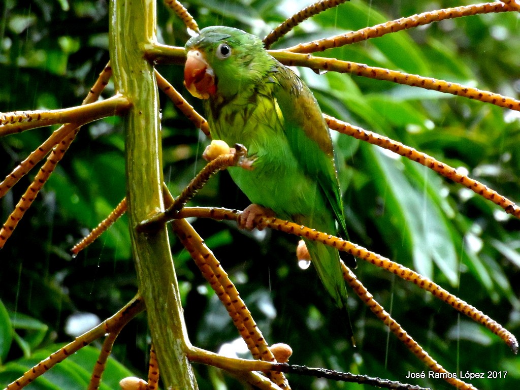 Orange-chinned Parakeet - Jose Ramos