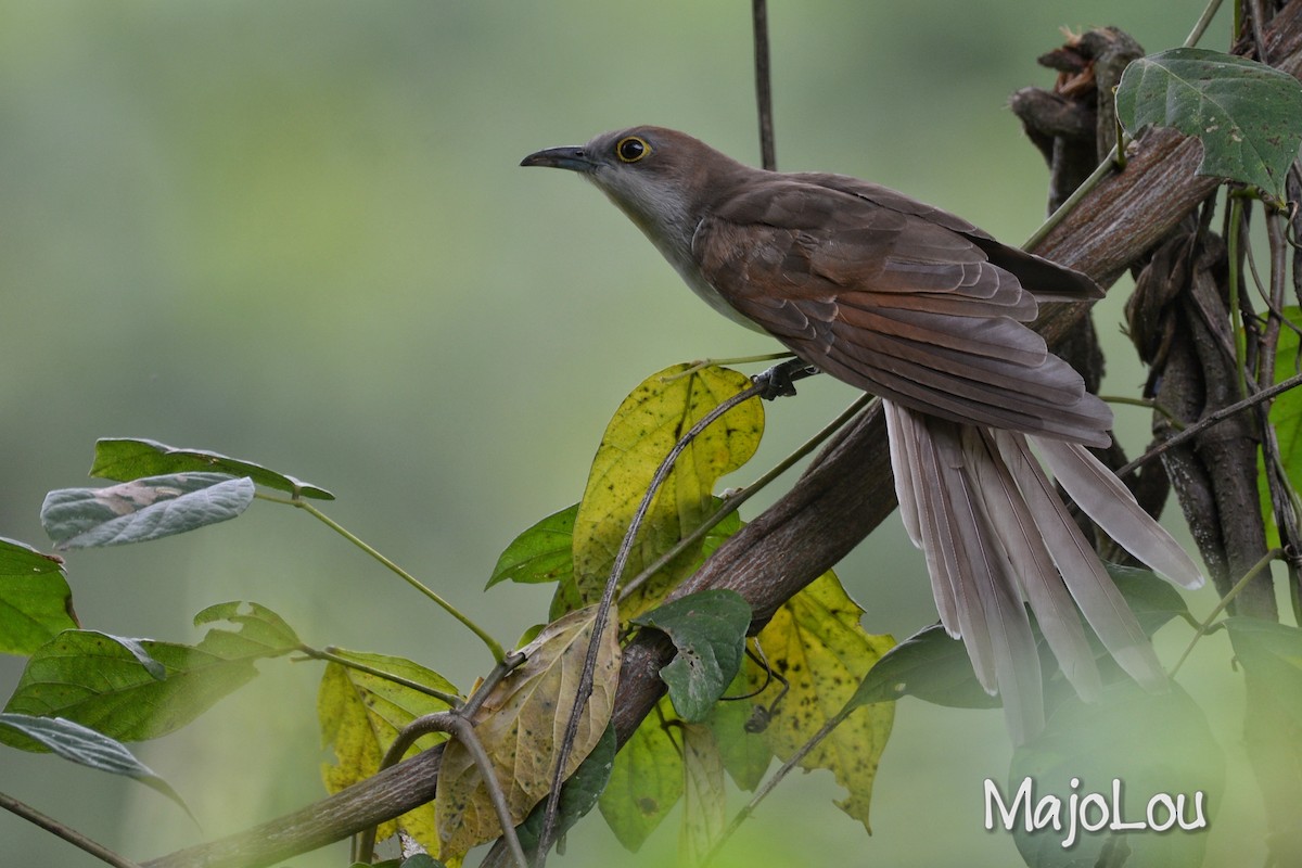 Black-billed Cuckoo - Maria Jose Lou
