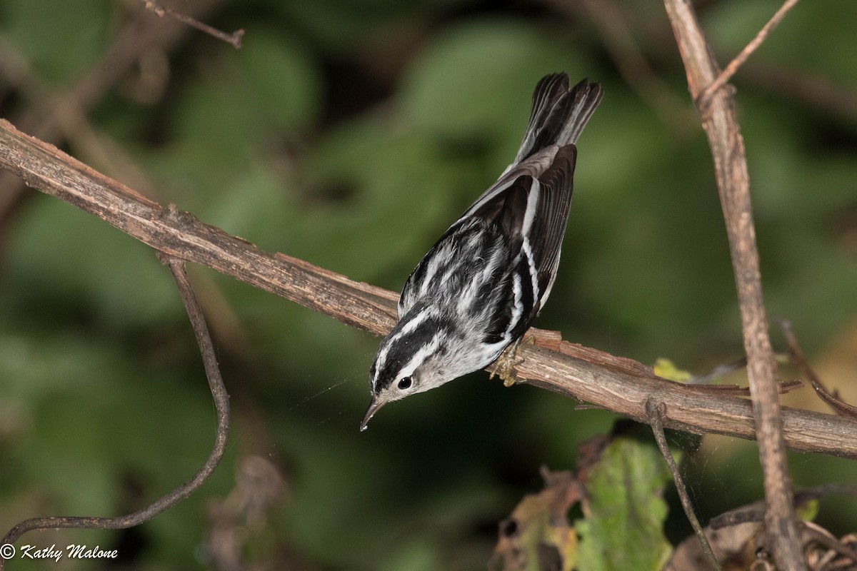 Black-and-white Warbler - ML69964311