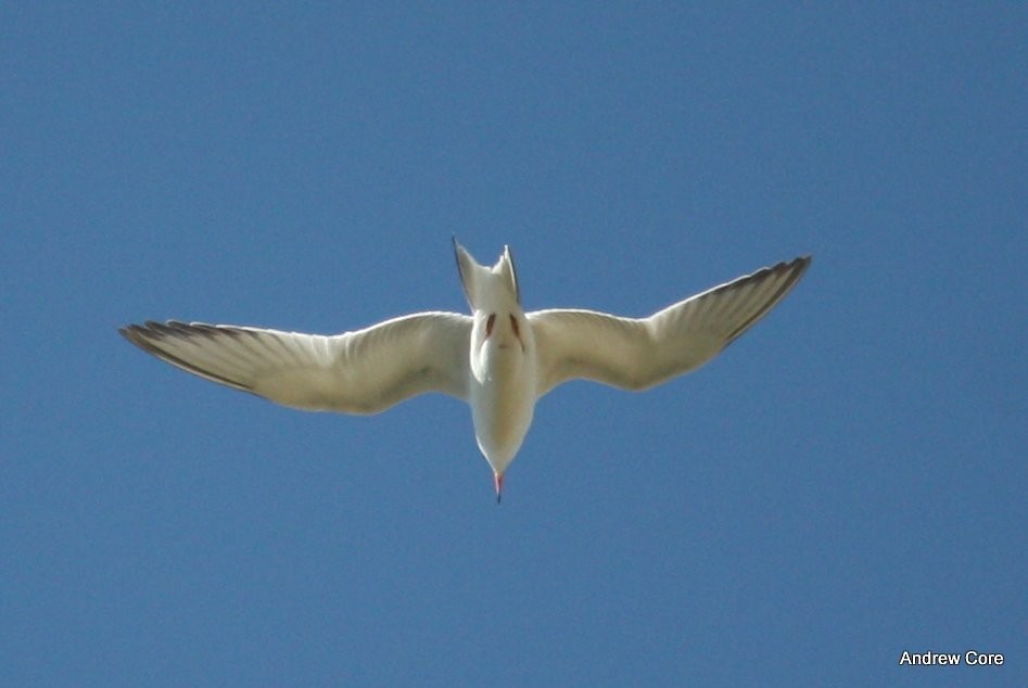 Common Tern - Andrew Core