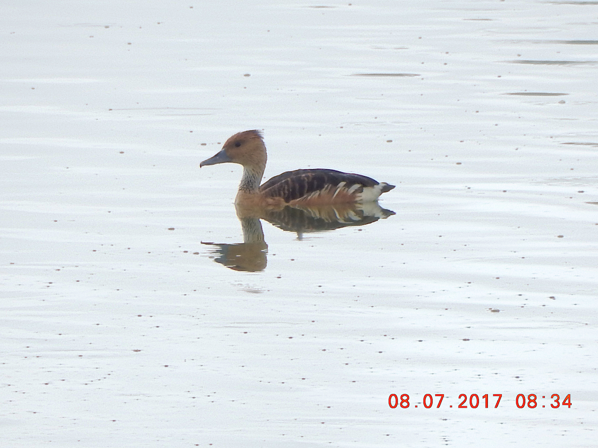 Fulvous Whistling-Duck - ML69967351