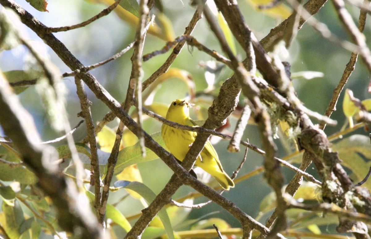 Yellow Warbler - ML69969441