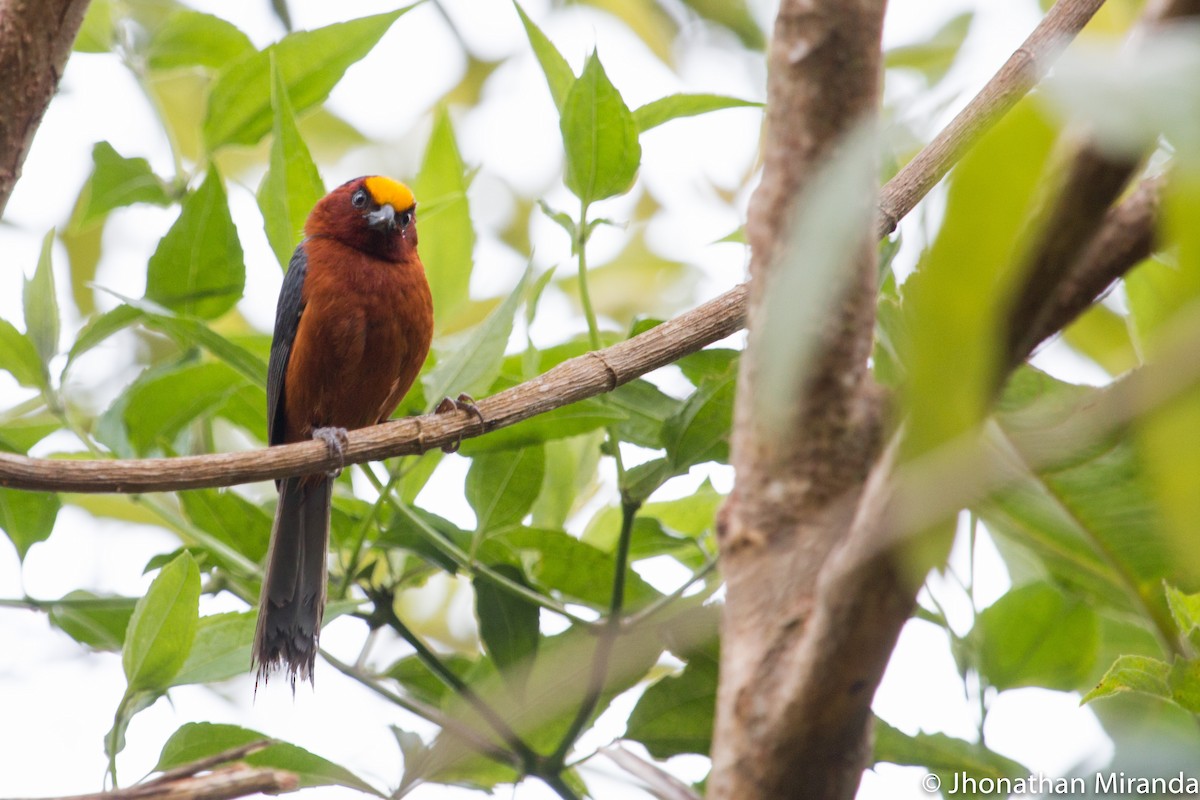 Plushcap - Jhonathan Miranda - Wandering Venezuela Birding Expeditions