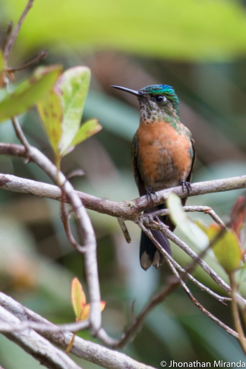 Long-tailed Sylph - Jhonathan Miranda - Wandering Venezuela Birding Expeditions