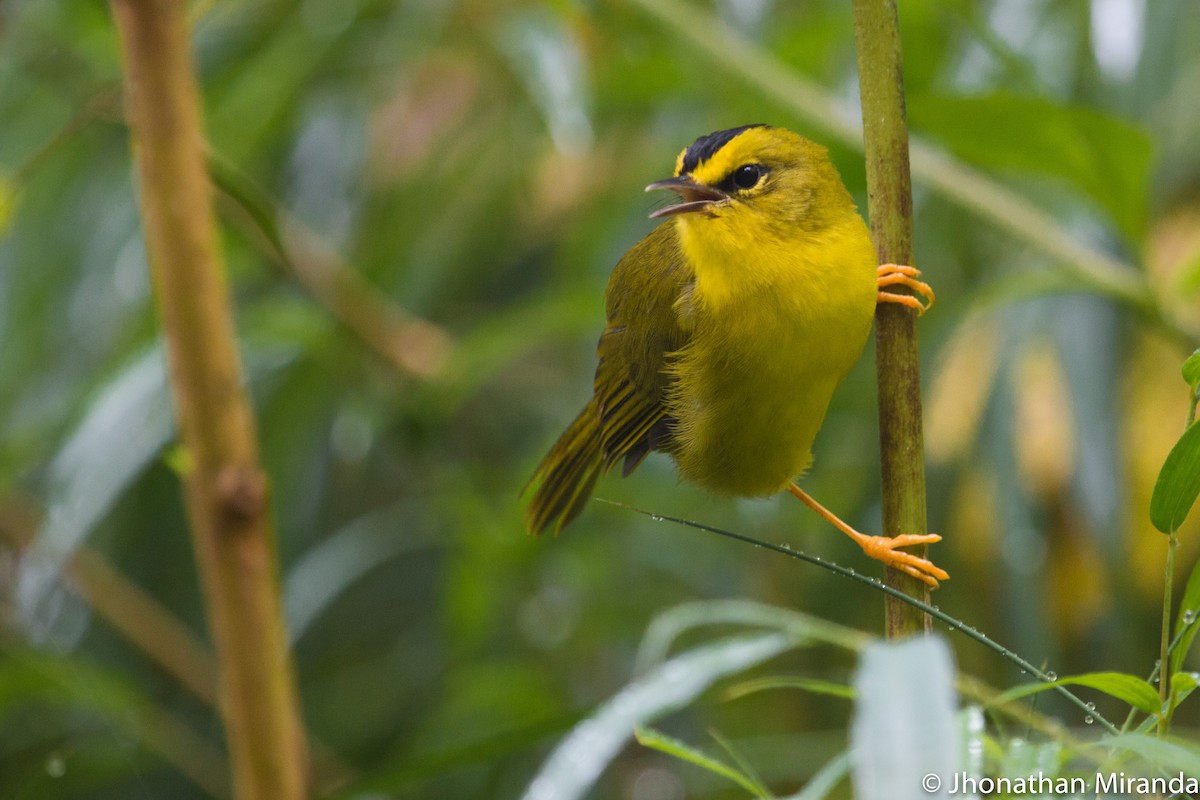 Black-crested Warbler - Jhonathan Miranda - Wandering Venezuela Birding Expeditions